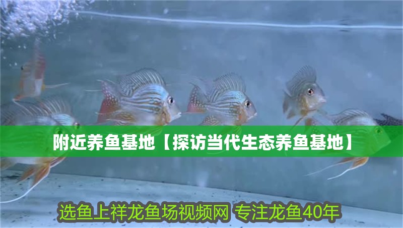 附近養(yǎng)魚基地【探訪當(dāng)代生態(tài)養(yǎng)魚基地】