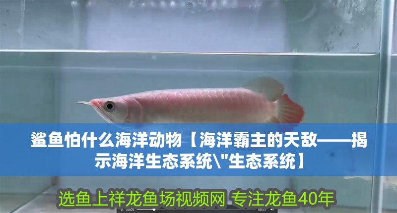 鯊魚怕什么海洋動(dòng)物【海洋霸主的天敵——揭示海洋生態(tài)系統(tǒng)\