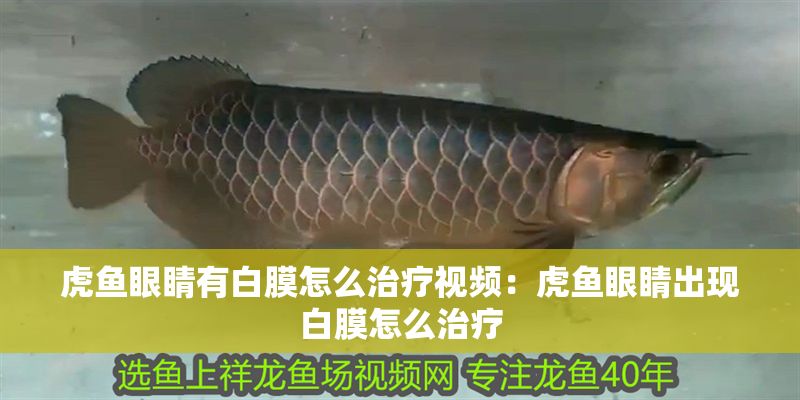 虎魚(yú)眼睛有白膜怎么治療視頻：虎魚(yú)眼睛出現(xiàn)白膜怎么治療