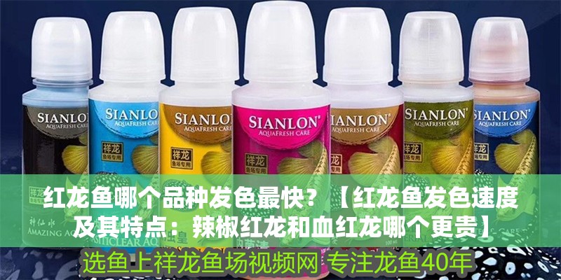 紅龍魚哪個品種發色最快？【紅龍魚發色速度及其特點：辣椒紅龍和血紅龍哪個更貴】