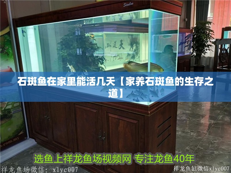 石斑魚在家里能活幾天【家養石斑魚的生存之道】