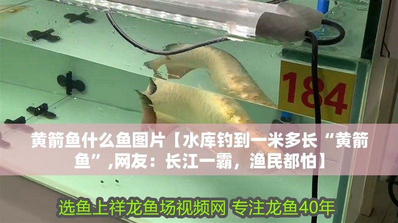 黃箭魚什么魚圖片【水庫釣到一米多長“黃箭魚”,網友：長江一霸，漁民都怕】