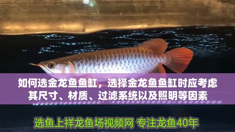 如何選金龍魚魚缸，選擇金龍魚魚缸時應考慮其尺寸、材質、過濾系統以及照明等因素