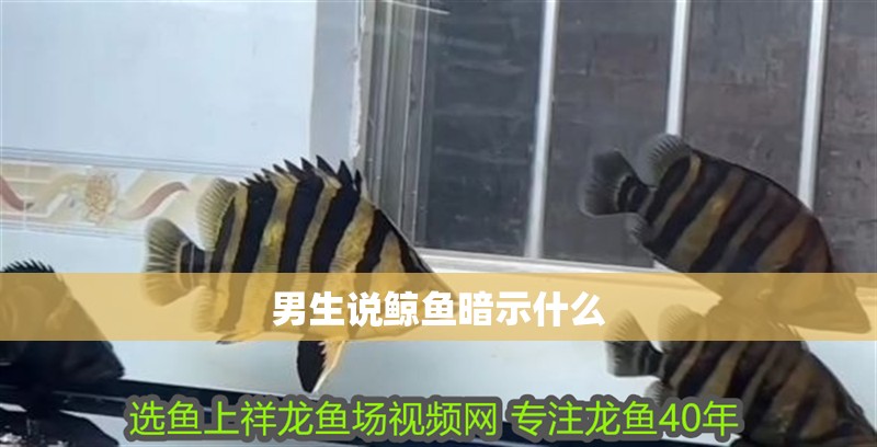 男生說鯨魚暗示什么