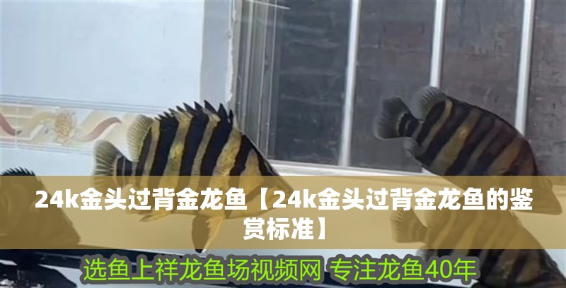 24k金頭過背金龍魚【24k金頭過背金龍魚的鑒賞標準】