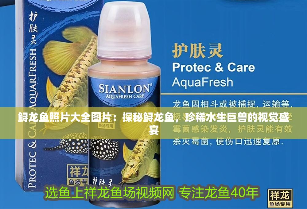 鱘龍魚照片大全圖片：探秘鱘龍魚，珍稀水生巨獸的視覺盛宴