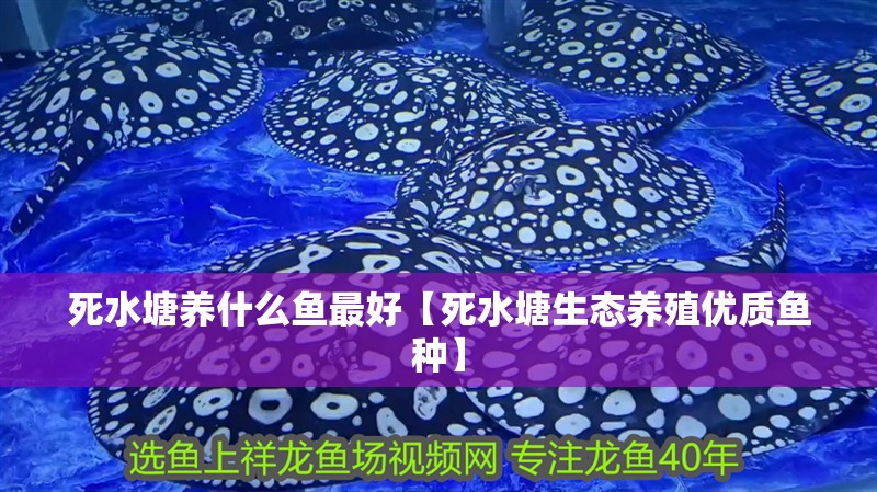 死水塘養什么魚最好【死水塘生態養殖優質魚種】