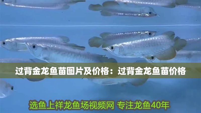 過背金龍魚苗圖片及價格：過背金龍魚苗價格