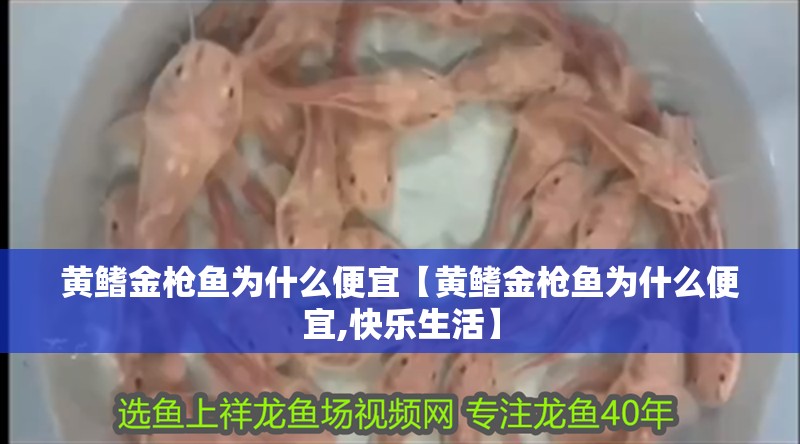 黃鰭金槍魚為什么便宜【黃鰭金槍魚為什么便宜,快樂生活】