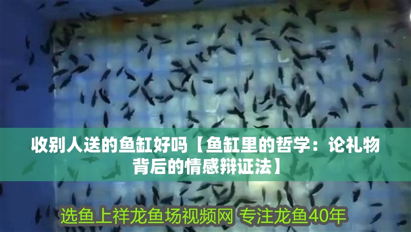 收別人送的魚缸好嗎【魚缸里的哲學：論禮物背后的情感辯證法】