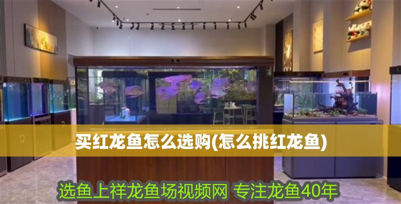 買紅龍魚怎么選購(怎么挑紅龍魚) 錦鯉魚百科 第1張 買紅龍魚怎么選購(怎么挑紅龍魚) 買紅龍魚怎么選購(怎么挑紅龍魚) 錦鯉魚百科 第1張