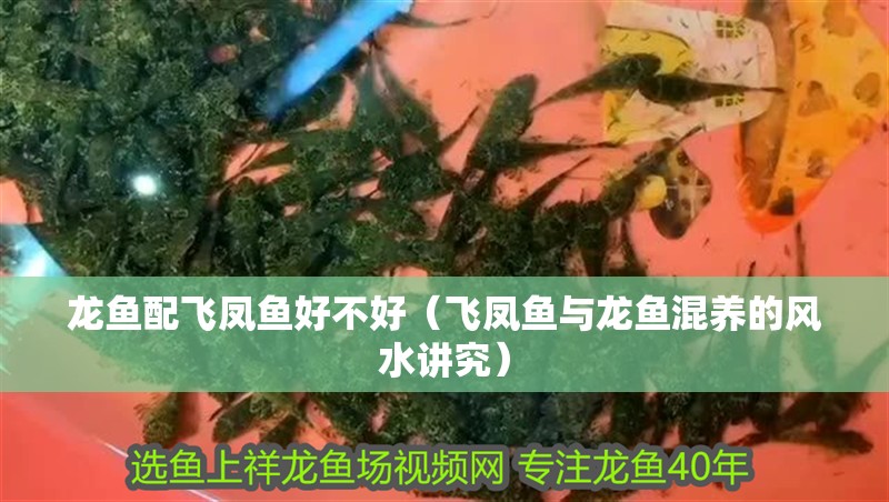 龍魚配飛鳳魚好不好（飛鳳魚與龍魚混養的風水講究）