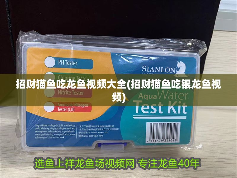 招財貓魚吃龍魚視頻大全(招財貓魚吃銀龍魚視頻)