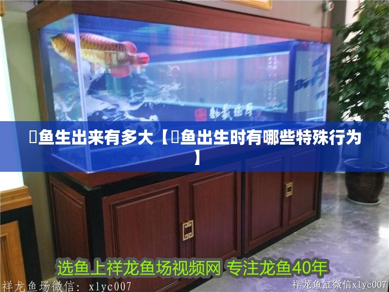 魟魚生出來有多大【魟魚出生時有哪些特殊行為】