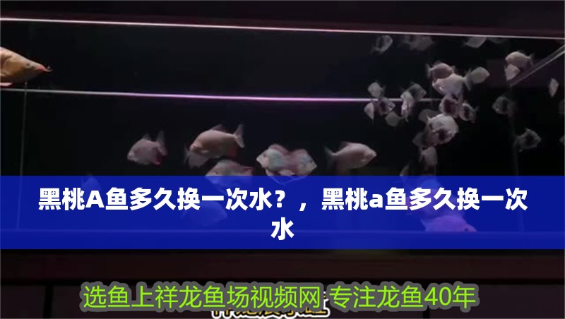 黑桃A魚多久換一次水？，黑桃a魚多久換一次水