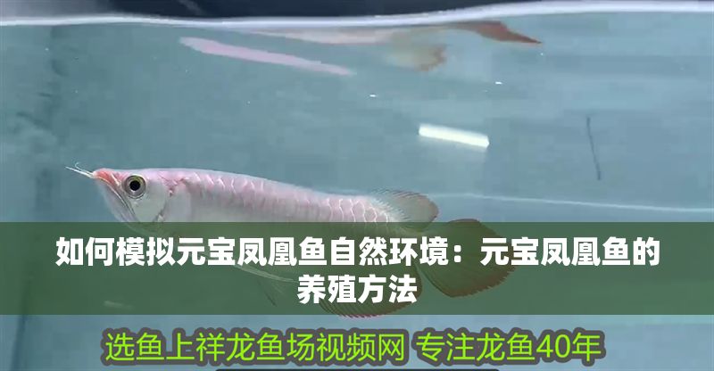 如何模擬元寶鳳凰魚自然環境：元寶鳳凰魚的養殖方法