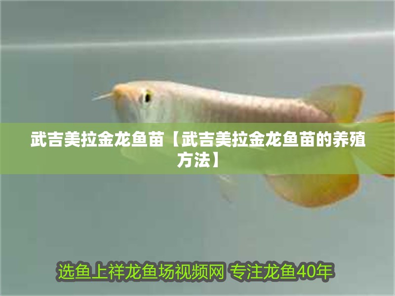 武吉美拉金龍魚苗【武吉美拉金龍魚苗的養殖方法】