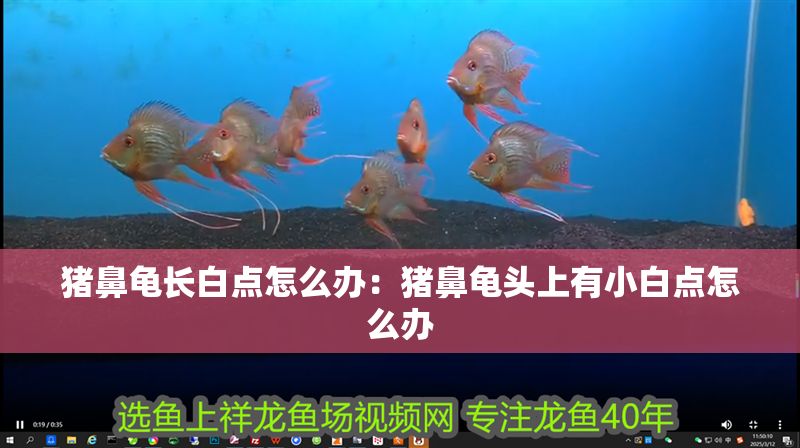 豬鼻龜長白點怎么辦：豬鼻龜頭上有小白點怎么辦