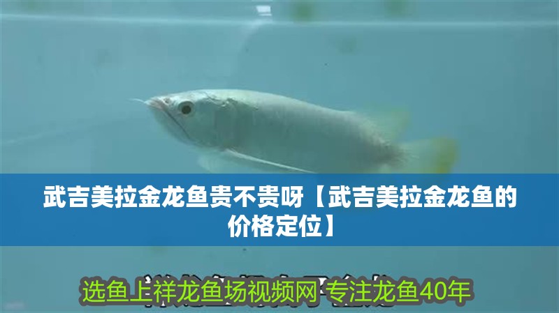 武吉美拉金龍魚貴不貴呀【武吉美拉金龍魚的價格定位】