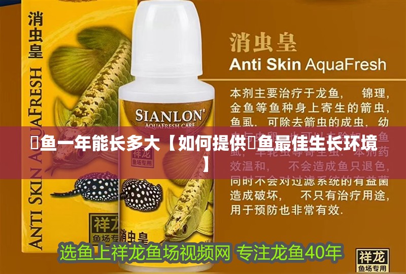 鳡魚一年能長多大【如何提供鳡魚最佳生長環境】