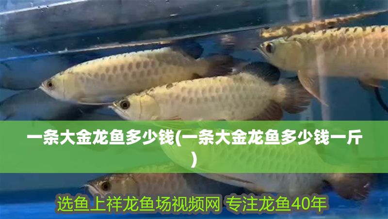 一條大金龍魚多少錢(一條大金龍魚多少錢一斤)