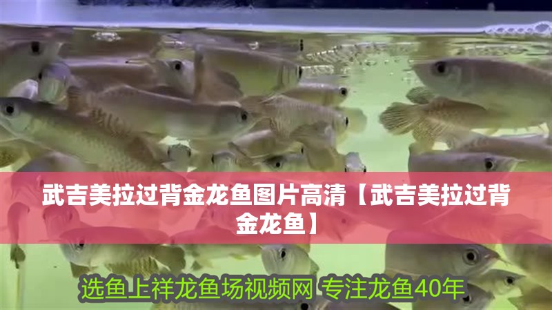武吉美拉過背金龍魚圖片高清【武吉美拉過背金龍魚】