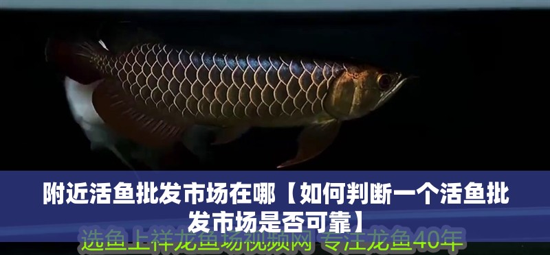 附近活魚批發市場在哪【如何判斷一個活魚批發市場是否可靠】