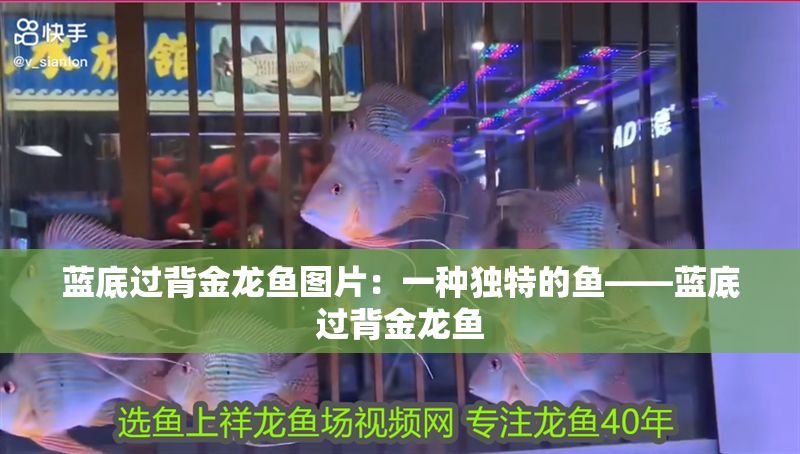 藍底過背金龍魚圖片：一種獨特的魚——藍底過背金龍魚