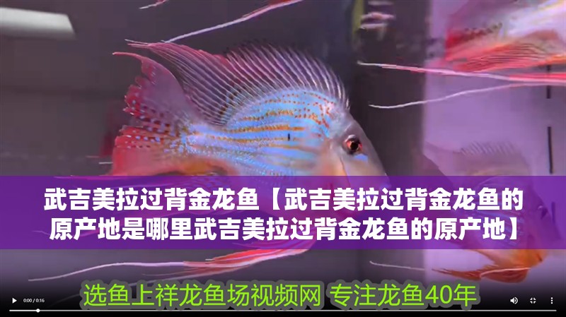 武吉美拉過背金龍魚【武吉美拉過背金龍魚的原產地是哪里武吉美拉過背金龍魚的原產地】