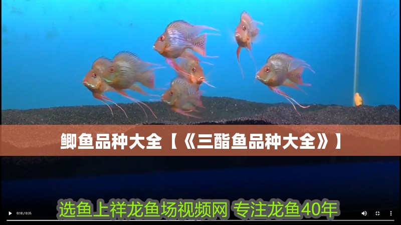 鯽魚品種大全【《三酯魚品種大全》】