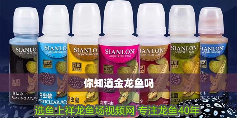 你知道金龍魚嗎 你知道金龍魚嗎 龍魚百科 第2張