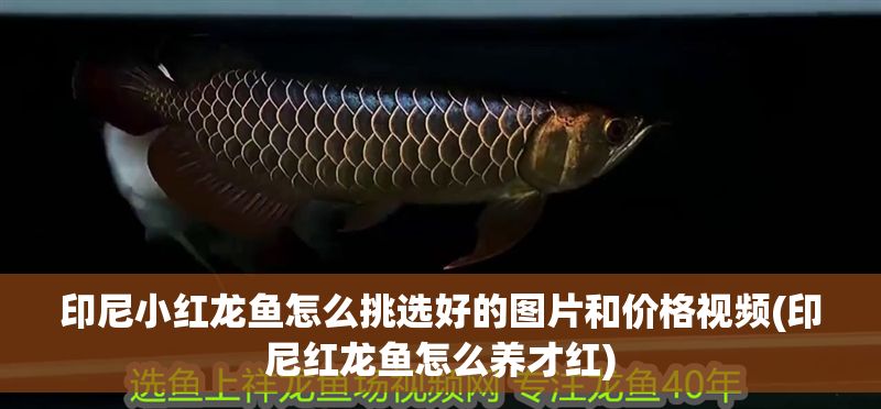 印尼小紅龍魚怎么挑選好的圖片和價(jià)格視頻(印尼紅龍魚怎么養(yǎng)才紅)