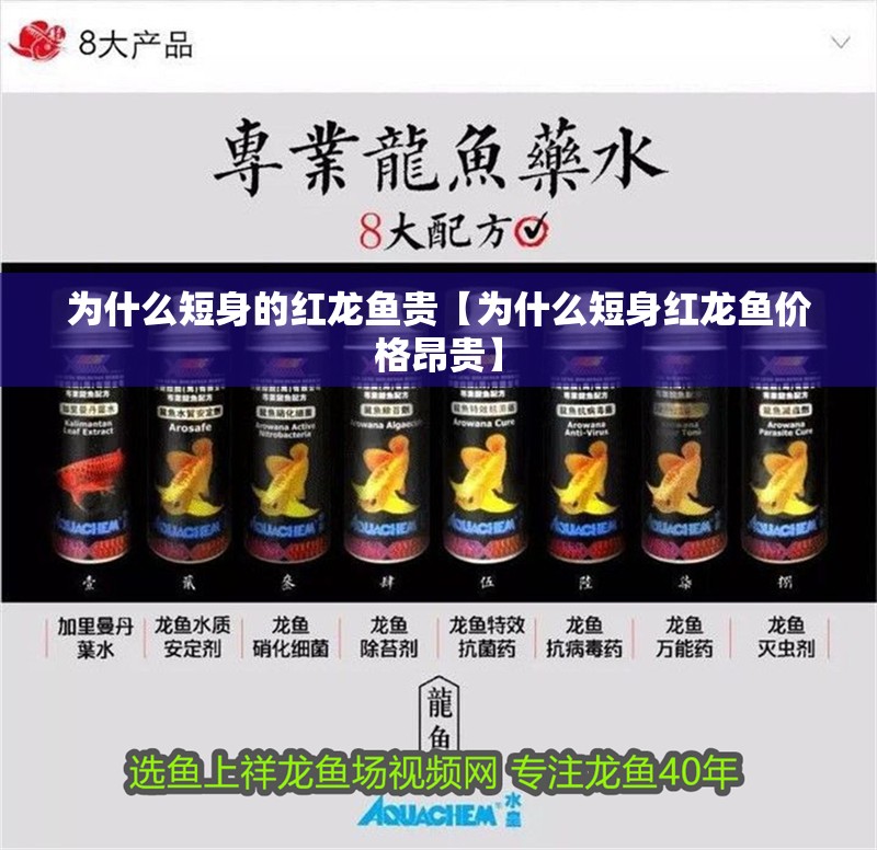 為什么短身的紅龍魚(yú)貴【為什么短身紅龍魚(yú)價(jià)格昂貴】