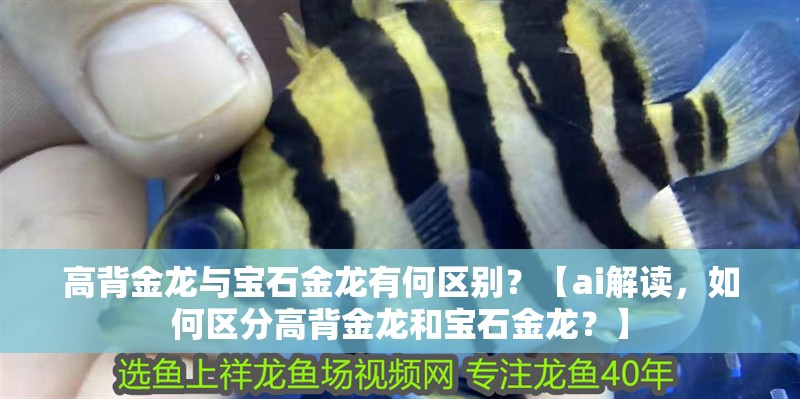 龍魚(yú)干蝦有營(yíng)養(yǎng)嗎 高背金龍與寶石金龍有何區(qū)別?【ai解讀,如何區(qū)分高背金龍和寶石金龍?】 龍魚(yú)論壇 高背金龍與寶石金龍有何區(qū)別?【ai解讀,如何區(qū)分高背金龍和寶石金龍?】 高背金龍與寶石金龍有何區(qū)別?【ai解讀,如何區(qū)分高背金龍和寶石金龍?】 龍魚(yú)論壇