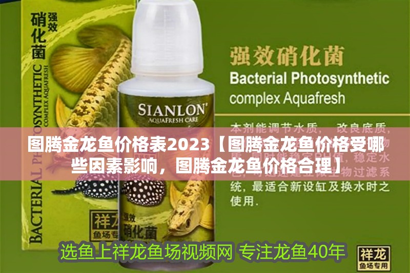 圖騰金龍魚價格表2023【圖騰金龍魚價格受哪些因素影響，圖騰金龍魚價格合理】