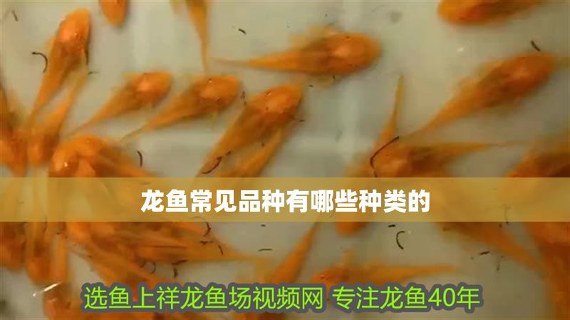 龍魚常見品種有哪些種類的