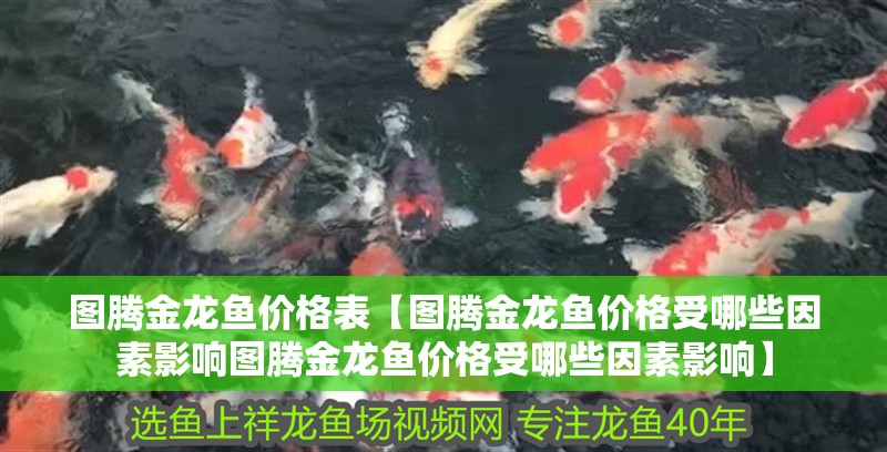 圖騰金龍魚價格表【圖騰金龍魚價格受哪些因素影響圖騰金龍魚價格受哪些因素影響】