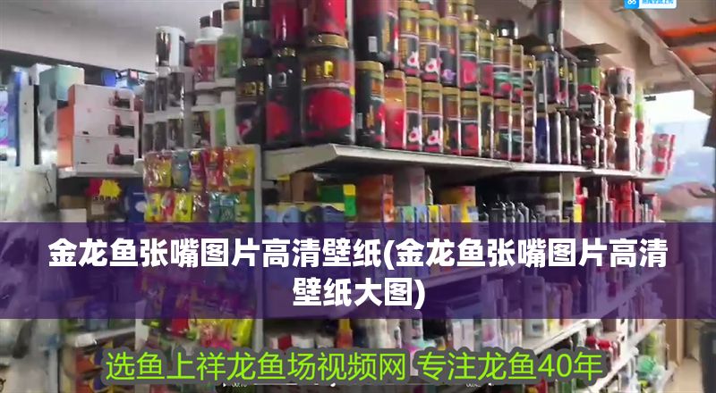 金龍魚張嘴圖片高清壁紙(金龍魚張嘴圖片高清壁紙大圖)