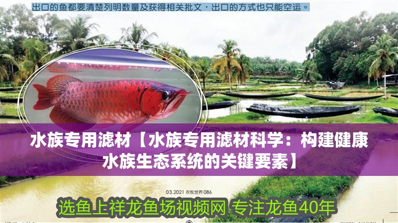 水族專用濾材【水族專用濾材科學：構(gòu)建健康水族生態(tài)系統(tǒng)的關(guān)鍵要素】