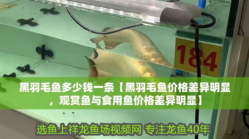 黑羽毛魚多少錢一條【黑羽毛魚價格差異明顯，觀賞魚與食用魚價格差異明顯】