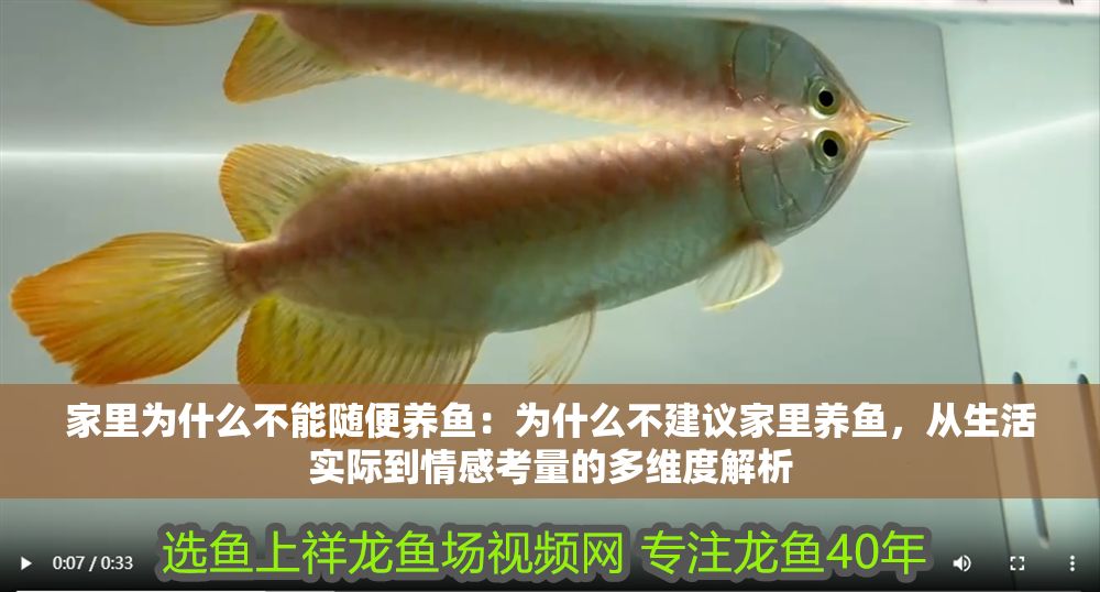 家里為什么不能隨便養魚：為什么不建議家里養魚，從生活實際到情感考量的多維度解析