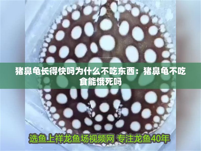 豬鼻龜長(zhǎng)得快嗎為什么不吃東西：豬鼻龜不吃食能餓死嗎