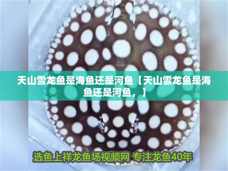 天山雪龍魚是海魚還是河魚【天山雪龍魚是海魚還是河魚，】