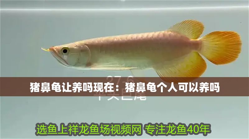 豬鼻龜讓養(yǎng)嗎現(xiàn)在：豬鼻龜個(gè)人可以養(yǎng)嗎