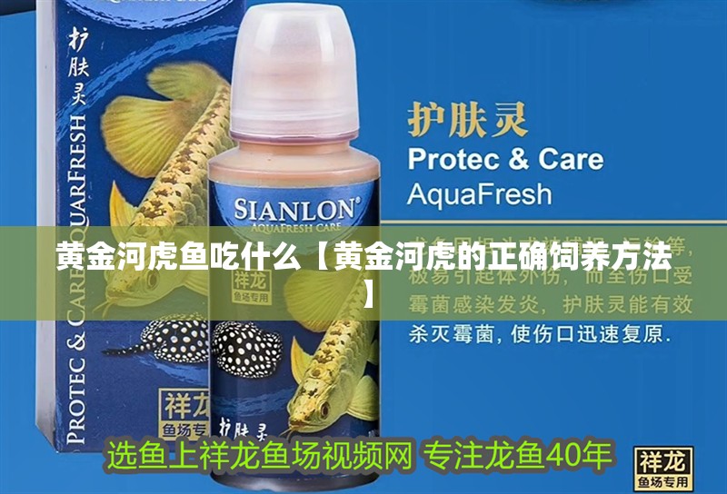 黃金河虎魚吃什么【黃金河虎的正確飼養方法】