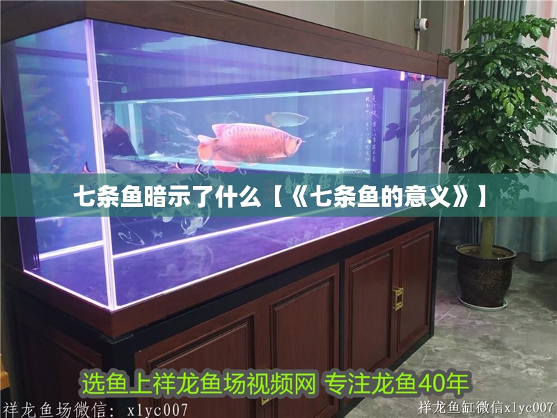 七條魚暗示了什么【《七條魚的意義》】