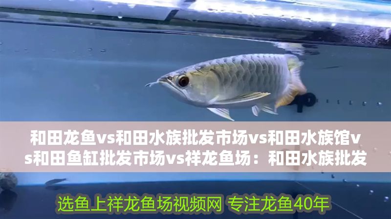 和田龍魚vs和田水族批發(fā)市場vs和田水族館vs和田魚缸批發(fā)市場vs祥龍魚場：和田水族批發(fā)市場價格