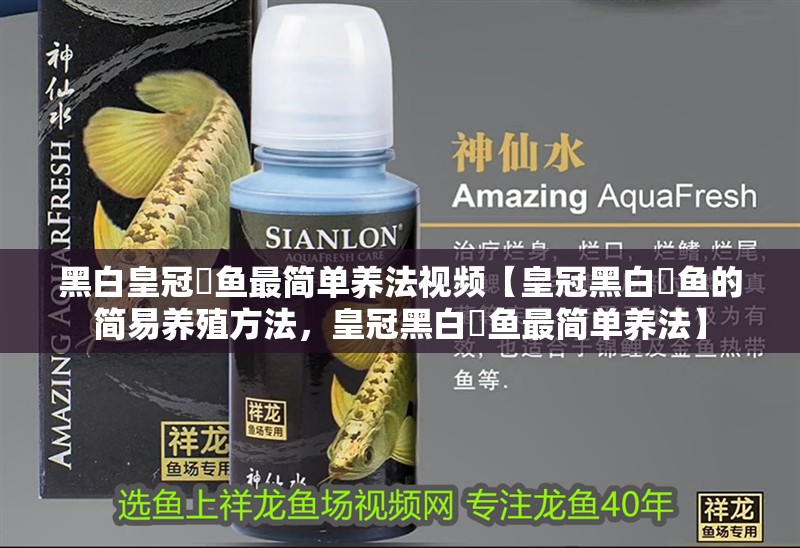 黑白皇冠魟魚(yú)最簡(jiǎn)單養(yǎng)法視頻【皇冠黑白魟魚(yú)的簡(jiǎn)易養(yǎng)殖方法，皇冠黑白魟魚(yú)最簡(jiǎn)單養(yǎng)法】