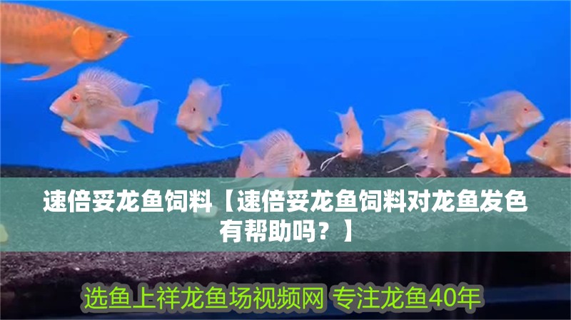 速倍妥龍魚飼料【速倍妥龍魚飼料對龍魚發色有幫助嗎？】