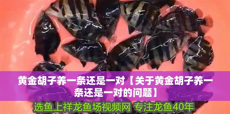 黃金胡子養一條還是一對【關于黃金胡子養一條還是一對的問題】